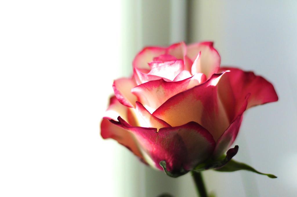 B&B Val Des Roses Bruges Extérieur photo